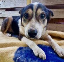 JAMES, Hund, Mischlingshund in Belgien - Bild 7