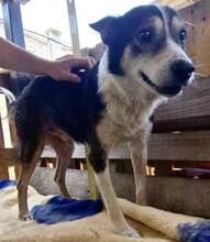 JAMES, Hund, Mischlingshund in Belgien - Bild 8
