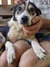 JAMES, Hund, Mischlingshund in Belgien - Bild 9