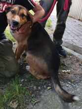 ÖCSI3, Hund, Mischlingshund in Ungarn - Bild 2