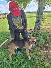 ÖCSI3, Hund, Mischlingshund in Ungarn - Bild 3