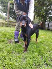 GRAFIT2, Hund, Mischling in Ungarn - Bild 1