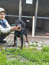 GRAFIT2, Hund, Mischling in Ungarn - Bild 2