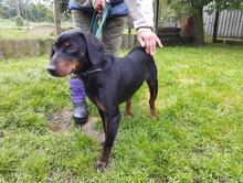 GRAFIT2, Hund, Mischling in Ungarn - Bild 3