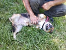 DEZSÖ, Hund, Mischling in Ungarn - Bild 1