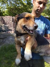 DEZSÖ, Hund, Mischling in Ungarn - Bild 2