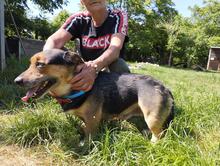 DEZSÖ, Hund, Mischling in Ungarn - Bild 3