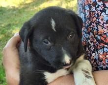ARIA, Hund, Mischlingshund in Kroatien - Bild 1