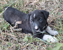 ARIA, Hund, Mischlingshund in Kroatien - Bild 10