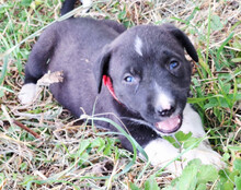 ARIA, Hund, Mischlingshund in Kroatien - Bild 11