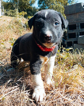 ARIA, Hund, Mischlingshund in Kroatien - Bild 12