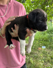 ARIA, Hund, Mischlingshund in Kroatien - Bild 13