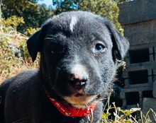 ARIA, Hund, Mischlingshund in Kroatien - Bild 15