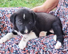 ARIA, Hund, Mischlingshund in Kroatien - Bild 2