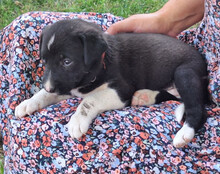 ARIA, Hund, Mischlingshund in Kroatien - Bild 3