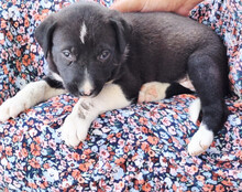 ARIA, Hund, Mischlingshund in Kroatien - Bild 4