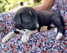 ARIA, Hund, Mischlingshund in Kroatien - Bild 5