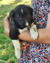 ARIA, Hund, Mischlingshund in Kroatien - Bild 6