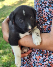 ARIA, Hund, Mischlingshund in Kroatien - Bild 7