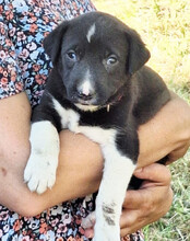 ARIA, Hund, Mischlingshund in Kroatien - Bild 9