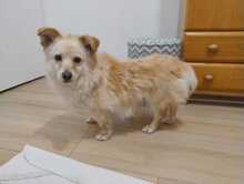 MELA, Hund, Mischlingshund in Polen - Bild 1