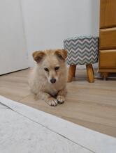 MELA, Hund, Mischlingshund in Polen - Bild 2