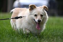 MELA, Hund, Mischlingshund in Polen - Bild 3