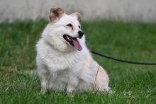 MELA, Hund, Mischlingshund in Polen - Bild 4