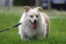 MELA, Hund, Mischlingshund in Polen - Bild 5