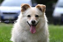 MELA, Hund, Mischlingshund in Polen - Bild 6