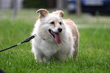 MELA, Hund, Mischlingshund in Polen - Bild 7