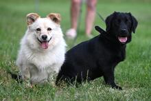 MELA, Hund, Mischlingshund in Polen - Bild 8