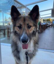 MAILO, Hund, Deutscher Schäferhund-Mix in Belgien - Bild 1