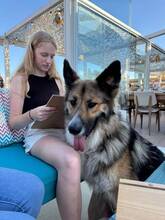 MAILO, Hund, Deutscher Schäferhund-Mix in Belgien - Bild 2