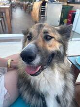 MAILO, Hund, Deutscher Schäferhund-Mix in Belgien - Bild 3