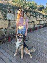 MAILO, Hund, Deutscher Schäferhund-Mix in Belgien - Bild 4