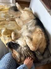MAILO, Hund, Deutscher Schäferhund-Mix in Belgien - Bild 6
