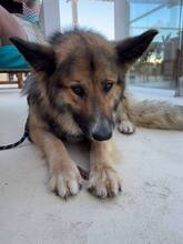 MAILO, Hund, Deutscher Schäferhund-Mix in Belgien - Bild 7