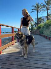 MAILO, Hund, Deutscher Schäferhund-Mix in Belgien - Bild 8