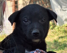 LUNA, Hund, Mischlingshund in Kroatien - Bild 1