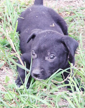 LUNA, Hund, Mischlingshund in Kroatien - Bild 10