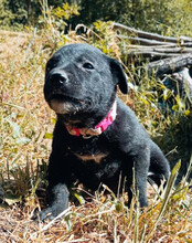 LUNA, Hund, Mischlingshund in Kroatien - Bild 11