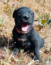 LUNA, Hund, Mischlingshund in Kroatien - Bild 12