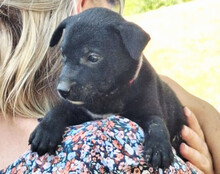 LUNA, Hund, Mischlingshund in Kroatien - Bild 2