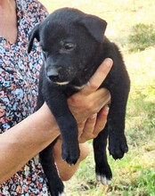LUNA, Hund, Mischlingshund in Kroatien - Bild 3