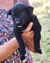 LUNA, Hund, Mischlingshund in Kroatien - Bild 4