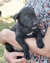 LUNA, Hund, Mischlingshund in Kroatien - Bild 5