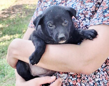 LUNA, Hund, Mischlingshund in Kroatien - Bild 6
