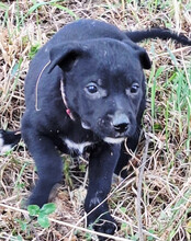 LUNA, Hund, Mischlingshund in Kroatien - Bild 7