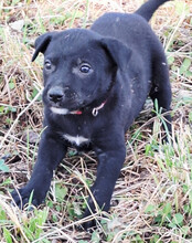 LUNA, Hund, Mischlingshund in Kroatien - Bild 8